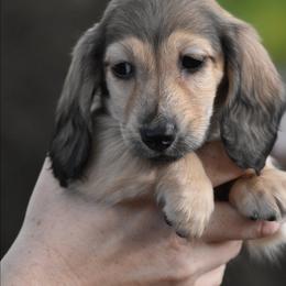 Zipper - Cream male Dachshund puppy in Lowell, Indiana from IvoryForge Dachshunds