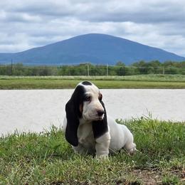Vinnie - Black white and brown male Basset Hound puppy in Denison, Texas from Emma Lou's Baby Bassets