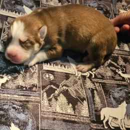 Percy - Red and white male Siberian Husky puppy in Louisville, Kentucky from Wild Hunt Huskies