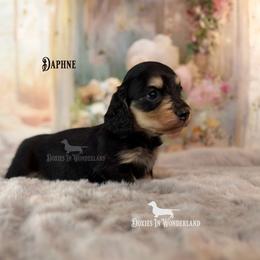 Daphne - Black and cream female Dachshund puppy in Rainier, Oregon from Doxies in Wonderland