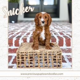Snicker - Red  male Goldendoodle puppy in Bell Buckle, Tennessee from Precious Puptown Doodles