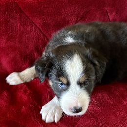 Girl 5 - female Australian Shepherd puppy in Scottsdale, Arizona from B & T's Aussies & Aussie Doodle's
