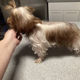 Bam Bam - Yorkshire Terrier