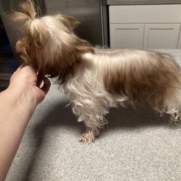 Bam Bam - Yorkshire Terrier