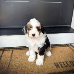 Girl 1 - Merle female Bernedoodle puppy in Nampa, Idaho from Boise Bernedoodles