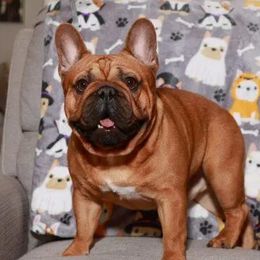 Nookie - French Bulldog