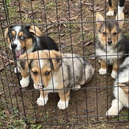American Corgi and Miniature Australian Shepherd Puppies from TriplecminiaussiesAndCorgis
