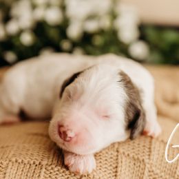 Ginger - Merle female Cockapoo puppy in Grants Pass, Oregon from Royal Empire Bernedoodles