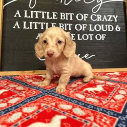 Violet - Cream female Dachshund puppy in Stilwell, Oklahoma from B & K Dachshunds