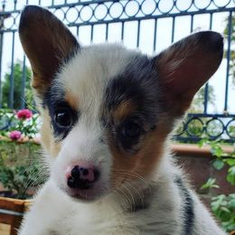 American Corgis and Pembroke Welsh Corgis from Rose Petal Corgis