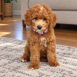 Bella - Red  female Goldendoodle puppy in Brandon, Florida from Murphys Doodles