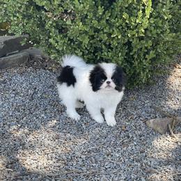 Boy 1 - Black and white male Japanese Chin puppy in Durant, Oklahoma from Chin of Touché