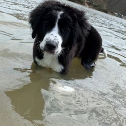 Bernedoodle Puppies from Buckingham's Bernedoodle Buddies