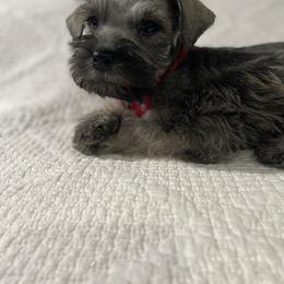 Jackson - Salt and pepper male Miniature Schnauzer puppy in San Diego, California from KMS-Miniature Schnauzers