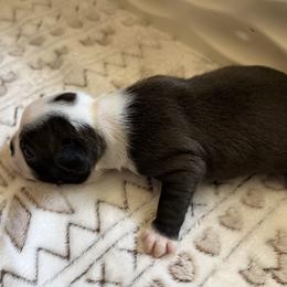 Boy 2 - Black and white male Boston Terrier puppy in Arlington, Washington from Valerie’s Boston Terriers