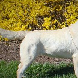 Labrador Retrievers from Mar-Moye Labradors