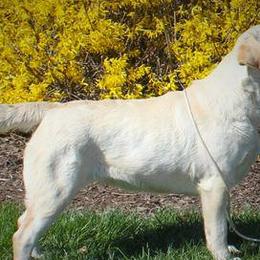 Labrador Retrievers from Mar-Moye Labradors