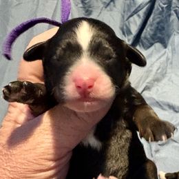 Purple boy tri - Tri-color Bernedoodle puppy in Lake, Michigan from 3 King Doodles & Poodles