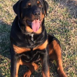 Rottweiler All Grown Up from Sweetgum Farm