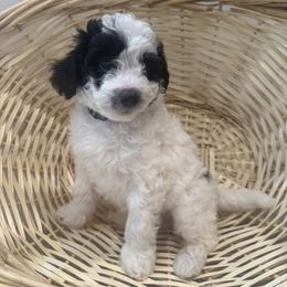 Ollie - Black and white male Bernedoodle puppy in Coventry, Rhode Island from Timber Trail Bernedoodles RI