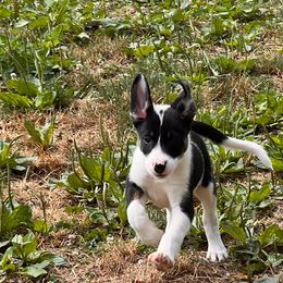 Dean - Border Collie puppy from Breezy Acres Stock & Sporting Dogs