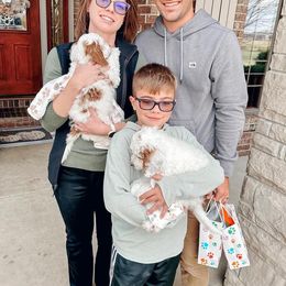 Goldendoodle Puppies from Halo Doodles