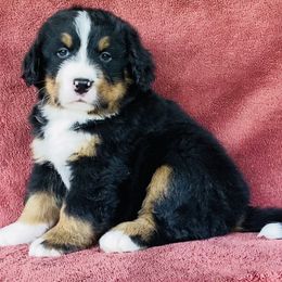 Blue Collar Male - Black rust and white male Bernese Mountain Dog puppy in Bristol, Tennessee from Holston Hollow Farm
