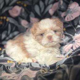 Megara (AKC) - Liver and white female Shih Tzu puppy in Las Vegas, Nevada from Vegas Shih Tzus
