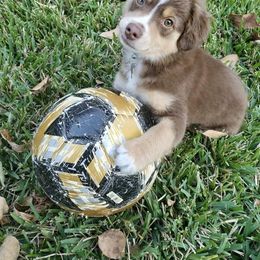 "Ace" Miniature Australian Shepherd Puppies from Integrity Aussies Tx
