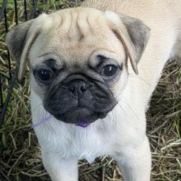 Fawn - Fawn female Pug puppy in Fall Creek, Wisconsin from Heartville Pugs