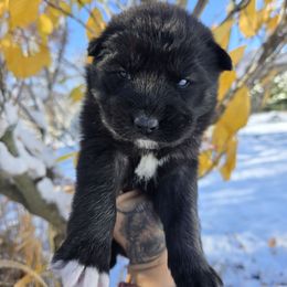 Tsunami - Black female Siberian Husky puppy in Addison, Michigan from Gray Run Siberian Huskies