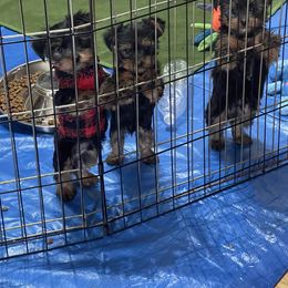Yorkshire Terrier Puppies from Tomasa's Yorkies