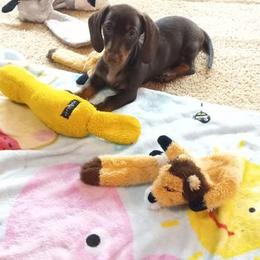 Dachshund Puppies from White River Valley Kennel