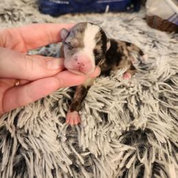 Jade - Merle female Chihuahua puppy in Ashtabula, Ohio from Paw's & Awe's Chihuahuas