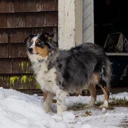 Genie - Australian Shepherd