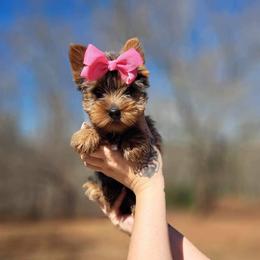 Yorkshire Terrier Puppies from Kruz Kennels