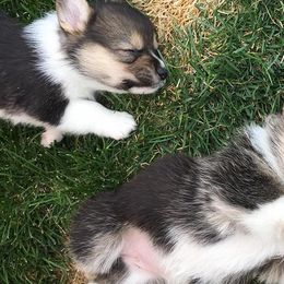 Pembroke Welsh Corgis from Shez First Class Corgis