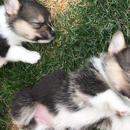 Pembroke Welsh Corgis from Shez First Class Corgis