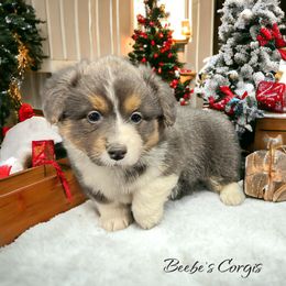 American Corgi and Pembroke Welsh Corgi Puppies from Beebe’s Corgis