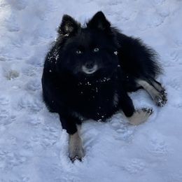 Storm - Pomsky