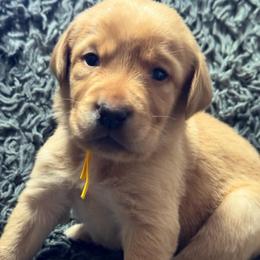 4th pick open  (picks are done at pick up time) - Yellow female Labrador Retriever puppy in Hartly, Delaware from Triple Threat Labradors