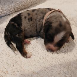 Girl 2 - female Australian Shepherd puppy in Charlotte, North Carolina from Tranquility Trail Aussies