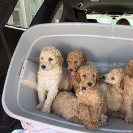 Boy 4 - Apricot male Poodle puppy in Whigham, Georgia from Moonlight Poodles