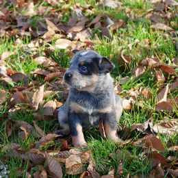 Dasher - Blue mottled female Australian Cattle Dog puppy in Buffalo Valley, Tennessee from Buffalo Valley Breeders
