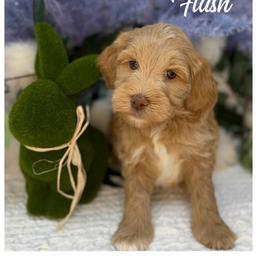 Flash - Apricot male Australian Labradoodle puppy in Gladstone, Oregon from Beaver State Labradoodles