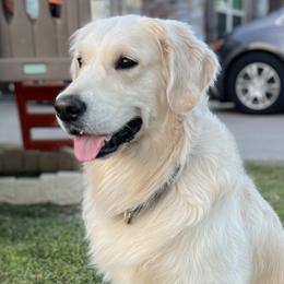 Duke - Golden Retriever