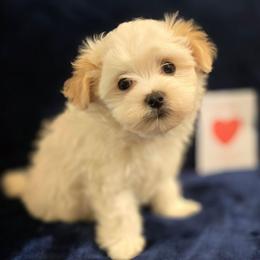 Jake (Red) - White male Maltipoo puppy in Sahuarita, Arizona from Cowgirl's Legacy Maltipoos