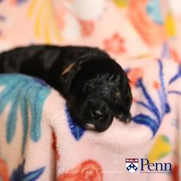 Penn - Black and tan male Cockapoo puppy in Canastota, New York from Silver City Cockapoos