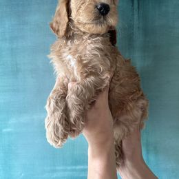 Boy 6 - Red  Goldendoodle puppy in Modesto, California from Two Doods Doodles