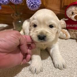 Acutie - Light golden female Golden Retriever puppy in Grant County, Indiana from On The Sunny Side Pavey Farms